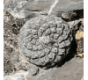 Кактус-спираль "Дисковидный" (6 шт.) / Strombocactus Disciformis